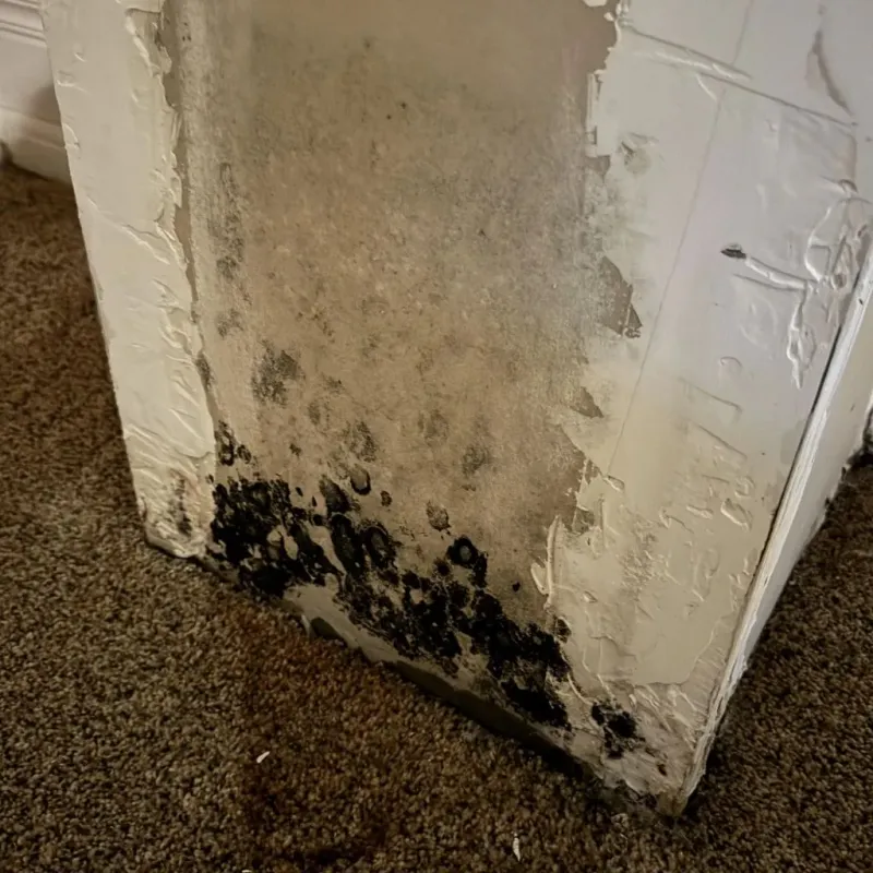 Professional Mold Removal in Cloverleaf, TX